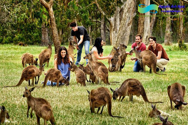 0988318318-nguyen-anh-ngoc-xuat-khau-lao-dong-pitsco-hai-phong-trung-tam-tokyo-xkld-tts-ky-su-nhat-ban-visa462-uc-australia-02.jpg