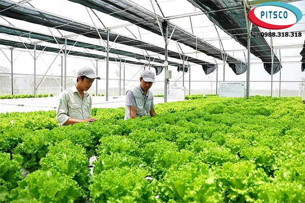 (Hình 1: Nông nghiệp và trồng trọt ở Nhật Bản)