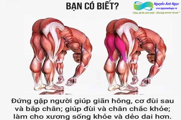 Yoga-cac-tu-the-khoe-dep-0988318318-nguyen-anh-ngoc-xuat-khau-lao-dong-pitsco-hai-phong-trung-tam-tokyo-xkld-tts-ky-su-nhat-ban-12.jpg